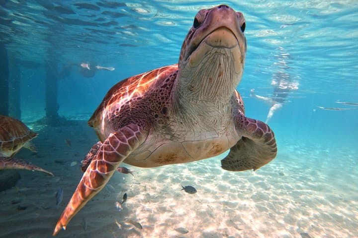 Snorkel with Sea Turtles at Curaçao's Turtle Beach photo 2