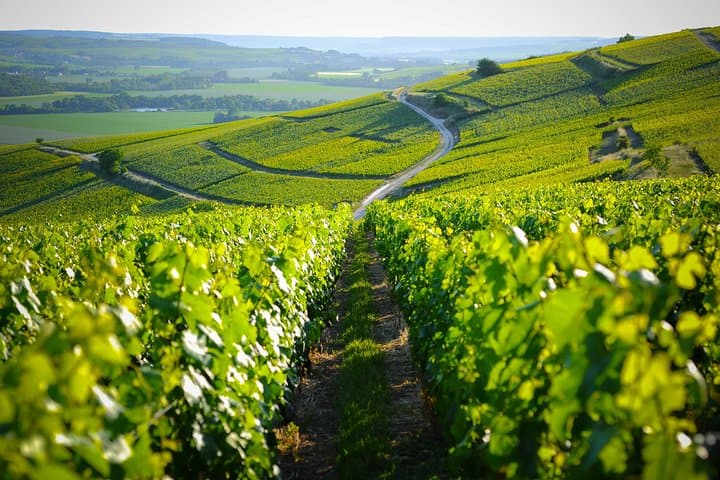 Champagne Region Day Trip: Cellars, Tastings & Marne Valley Views
