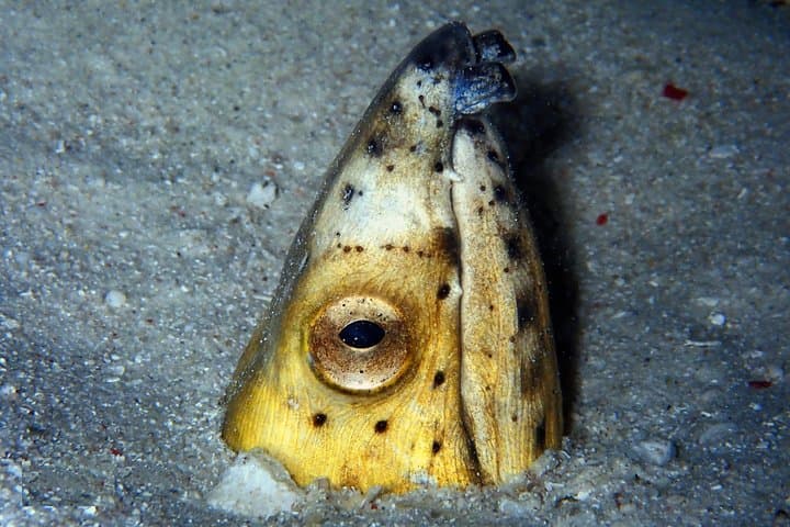 Boracay Fun Diving: Crocodile Island, Wrecks & Drift Dives for Certified Divers photo 2