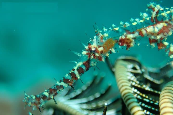 Boracay Fun Diving: Crocodile Island, Wrecks & Drift Dives for Certified Divers photo 6