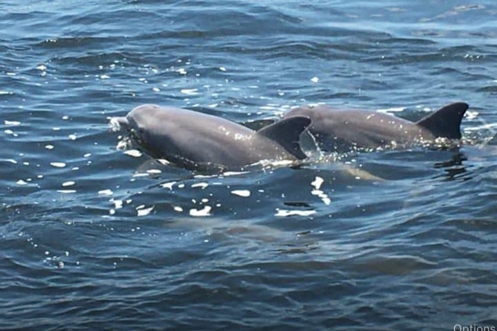 Big Fun Dolphin Cruise & SeaLife Experience in Orange Beach, AL — 2-Hour Family Dolphin Tour photo 5