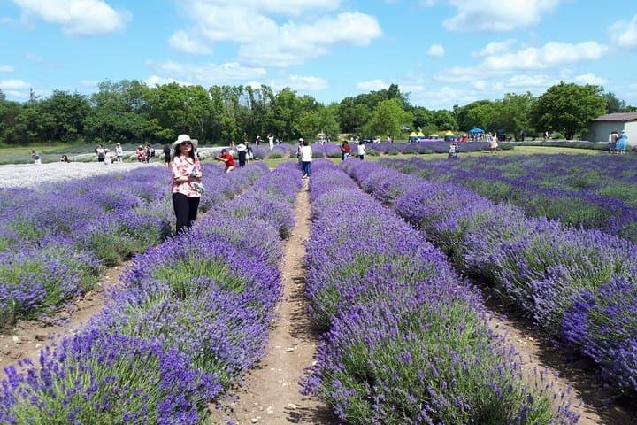 Prince Edward County Full-Day Private Tour: Lavender Fields, Wineries & Dunes