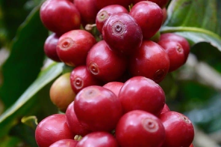 5-Day Traditional Coffee Zone: Cocora Valley, Salento & Thermal Pools
