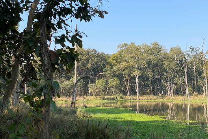 Chitwan Jungle Nature Walk: Guided Safari Through the Terai Forests photo 3