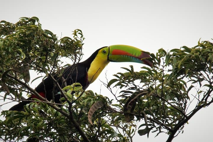Private Monteverde Natural History Walk: Guided Cloud Forest Experience photo 4