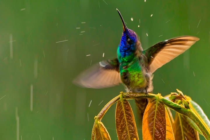 Yanacocha Reserve Birdwatching: Private Excursion to See the Black-breasted Puffleg photo 3