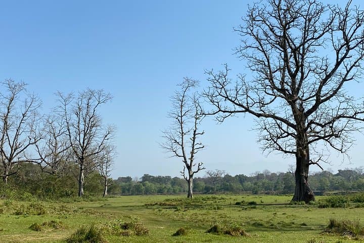 Chitwan Jungle Nature Walk: Guided Safari Through the Terai Forests photo 5