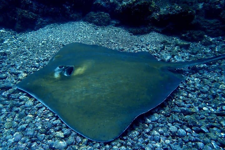 Tamarindo Scuba Refresher: Half-Day Pacific Dive Skills Reset photo 3