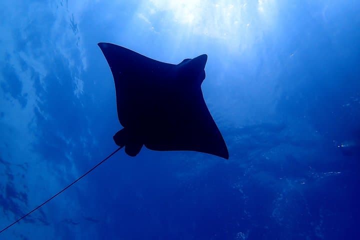 Tamarindo Scuba Refresher: Half-Day Pacific Dive Skills Reset photo 4