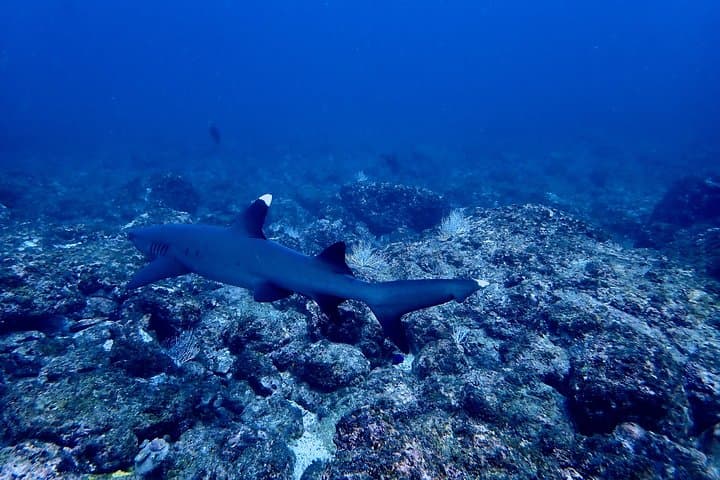 Tamarindo Scuba Refresher: Half-Day Pacific Dive Skills Reset photo 6