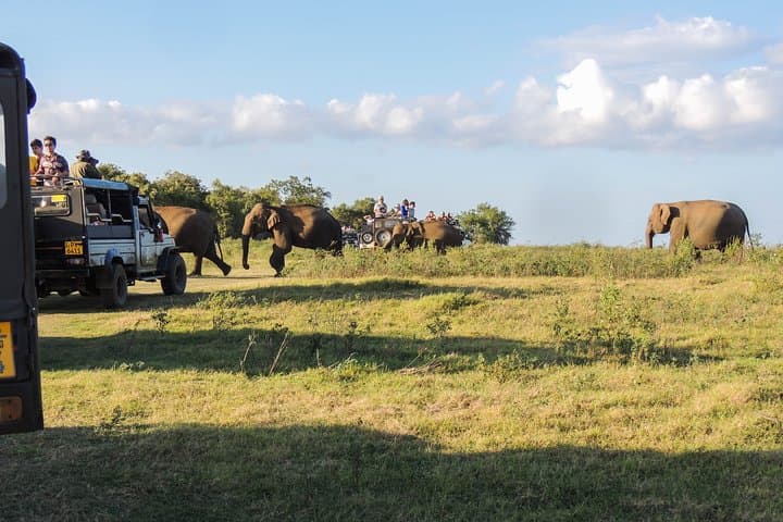 Kaudulla National Park Private Safari: Jeep Game Drive to Elephants & Ancient Tank photo 3