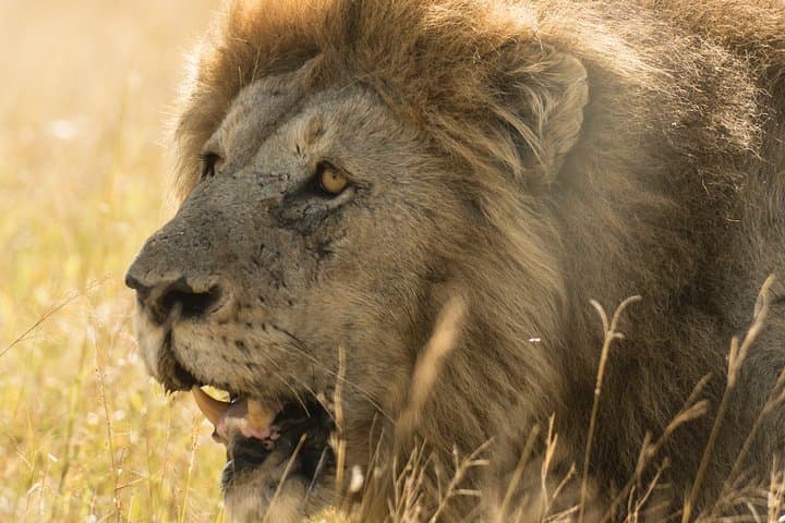 Arusha National Park Weekend Safari: Lakes, Forests & Mount Meru Views photo 6