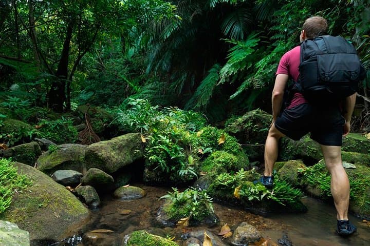 Sinharaja Rainforest Birdwatching from Colombo — Full-Day Guided Walk