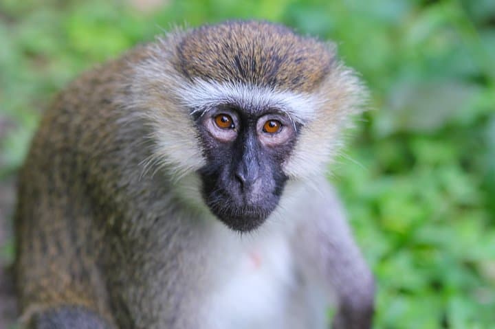 2-Day Nyungwe Chimpanzee Tracking & Canopy Walk Adventure photo 6