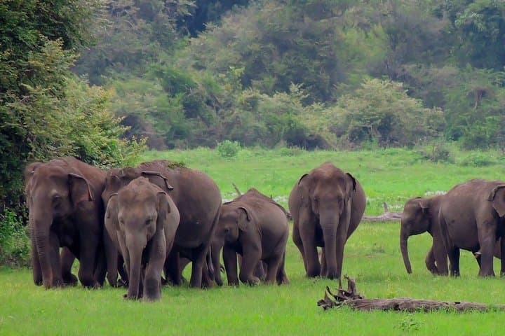 Udawalawe National Park Safari: 3-Hour Elephant and Bird-Watching Jeep Tour