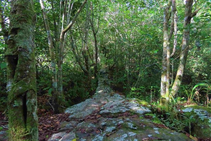 4-Day El Guaviare Rock Paintings and Amazon Jungle Expedition photo 5