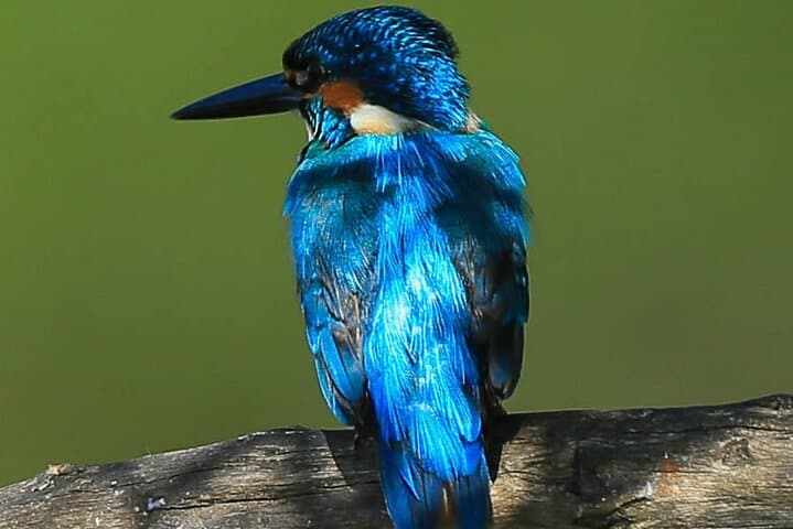 Birdwatching and Rainforest Trek in Kitulgala: Day Trip from Mount Lavinia photo 3