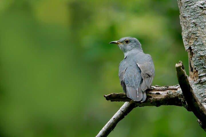 Birdwatching and Rainforest Trek in Kitulgala: Day Trip from Mount Lavinia photo 4