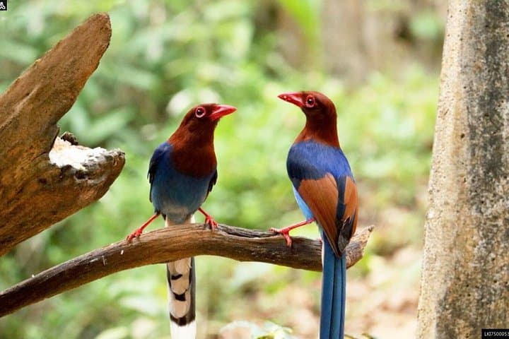 Birdwatching and Rainforest Trek in Kitulgala: Day Trip from Mount Lavinia photo 6
