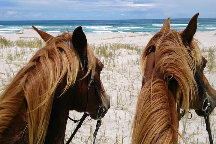 Walker Bay Beach Ride: De Kelders Whale-Watching Horseback Experience photo 4