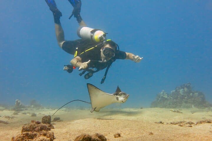 Guided Lahaina Shore Dive for Certified Divers — Kaanapali Turtles & Rays photo 2