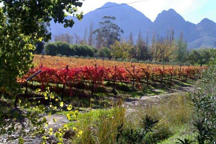 Cape of Good Hope and Winelands Day Tour from Cape Town: Cape Point, Penguins & Chapman's Peak photo 4