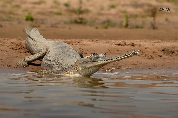 Chambal River Gharial Safari from Ranthambore — Private River Cruise from Sawai Madhopur photo 4