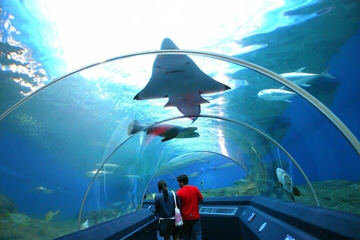 Walk the 100m Tunnel at Underwater World Pattaya — A Practical Visitor's Guide photo 2