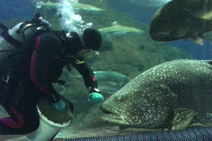 Walk the 100m Tunnel at Underwater World Pattaya — A Practical Visitor's Guide photo 4