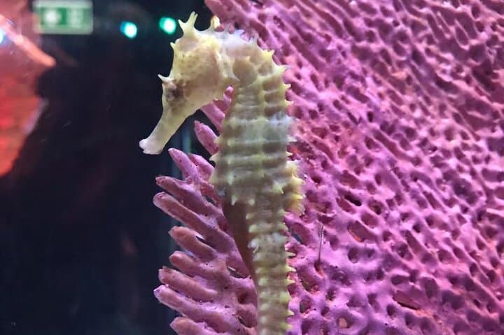 Walk the 100m Tunnel at Underwater World Pattaya — A Practical Visitor's Guide photo 5