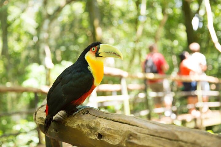 Bird Park Tour at Iguaçu Falls — Atlantic Forest Bird Conservation Experience photo 6
