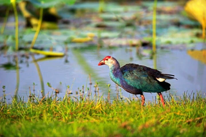 Bundala Bird Safari from Ahangama — Ramsar Wetland Day Tour photo 3