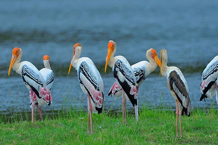 Bundala Bird Safari from Ahangama — Ramsar Wetland Day Tour photo 5