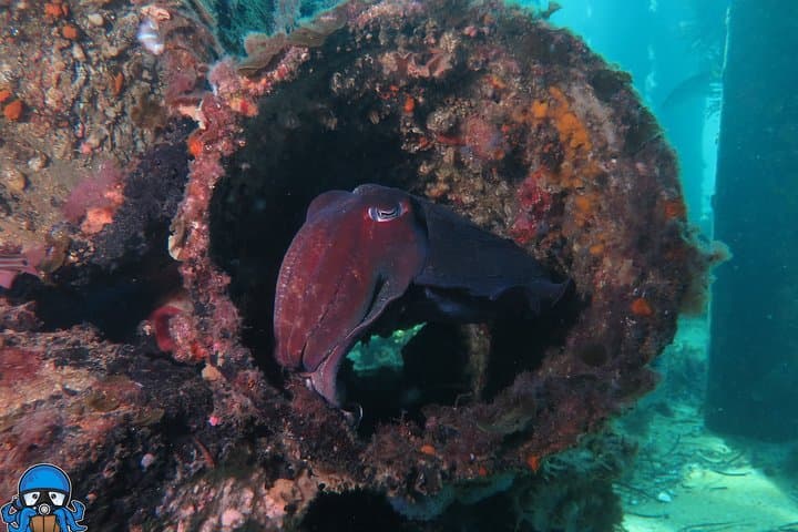 PADI Open Water Course: Learn to Scuba from Rockingham to Rottnest Island photo 3