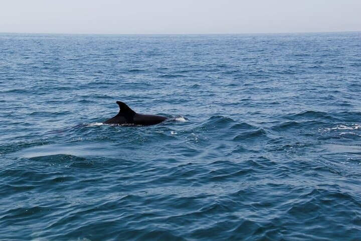 Dolphin and Whale Watching in Lagos: 90-Minute Algarve Boat Tour