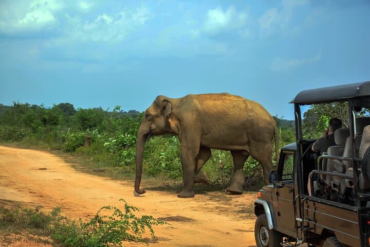 Udawalawe Safari from Panadura — Three-Hour Game Drive to See Sri Lankan Elephants photo 4