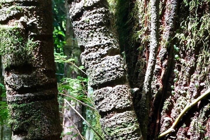 Cochamó Valley Day Hike: Forest Trails, Hanging Bridge & Osorno Views photo 5
