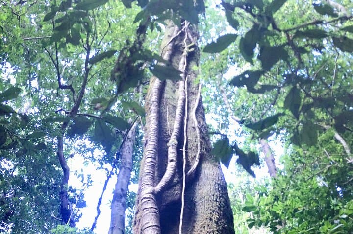 Cochamó Valley Day Hike: Forest Trails, Hanging Bridge & Osorno Views photo 6