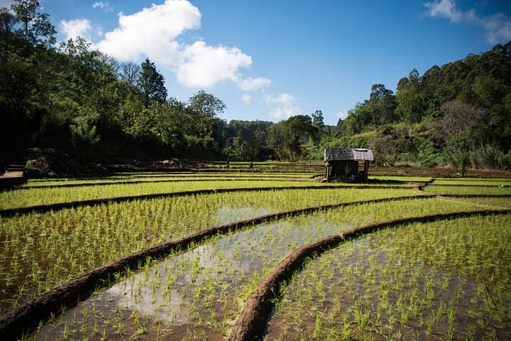 Kandy Village Walk: River Baths, Spice Gardens & Jungle Waterfall photo 4
