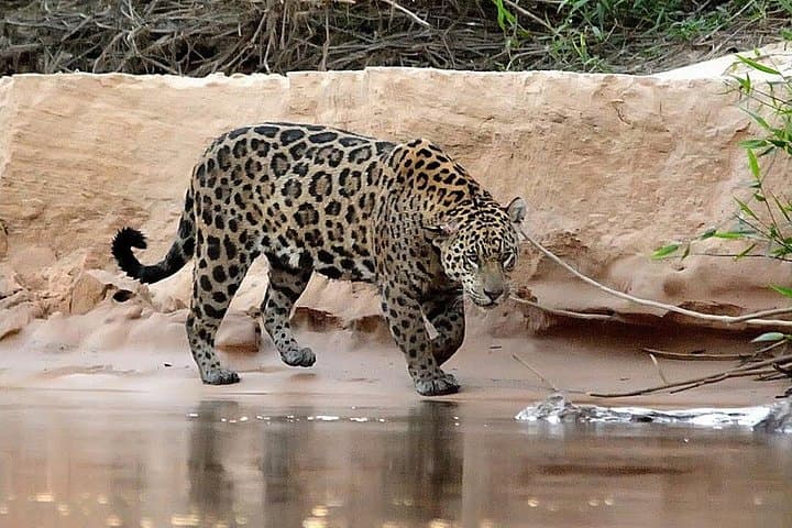 6-Day North Pantanal Jaguar Expedition: Boat Safari & Wildlife Viewing