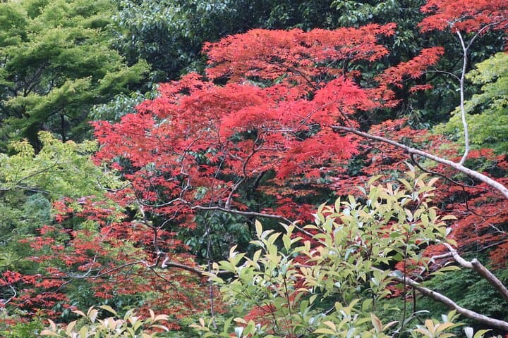 Minoh Waterfall & Minoh Park Nature Walk — Day Trip from Osaka photo 3