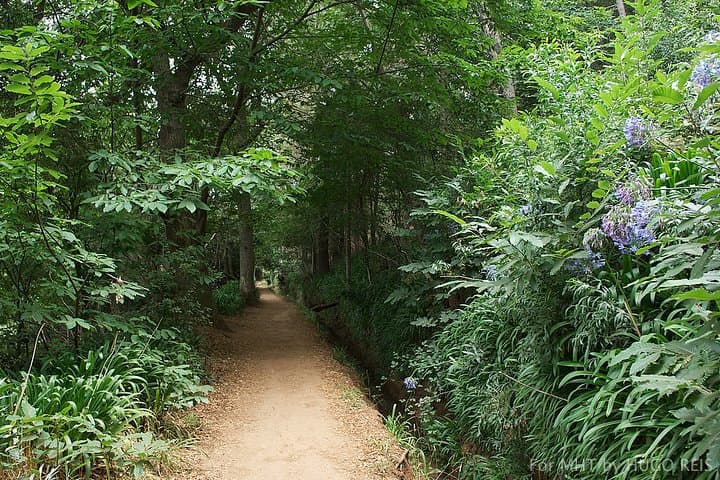 Vale Paraiso (Paradise Valley) Levada Walk — Camacha to Funchal Views photo 5