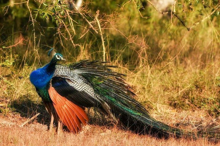 Bundala Bird Safari from Ahangama — Ramsar Wetland Day Tour