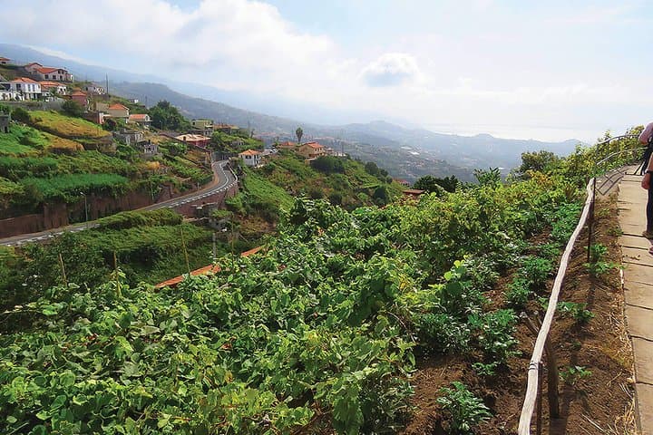 Levada do Estreito (Wine Route) — Easy Levada Walk Through Madeira Vineyards