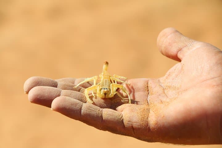 Wahiba Sands Desert Trek & Bedouin Family Breakfast in Bidiyah, Oman photo 2