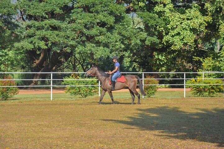 Negombo Professional Horse Riding: One-Hour Coastal Session with Pickup photo 3