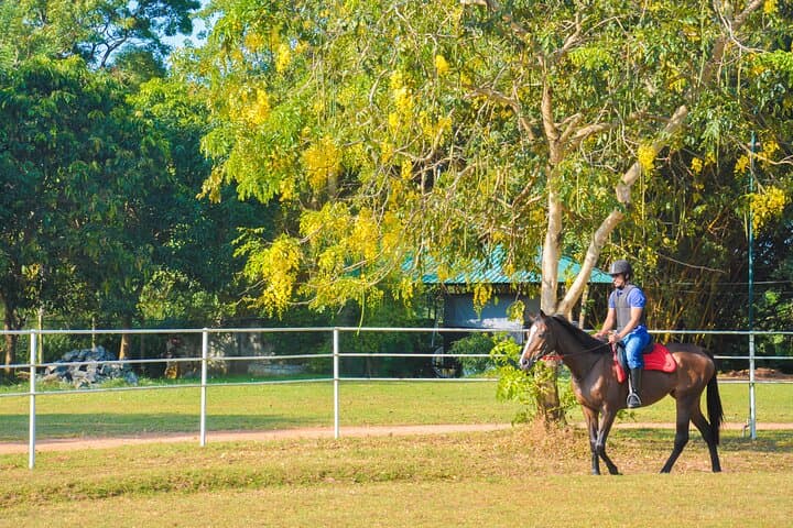 Negombo Professional Horse Riding: One-Hour Coastal Session with Pickup photo 5