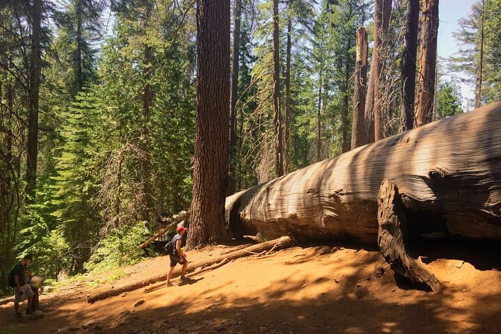 Yosemite Day Tour: Hike to Tuolumne Grove Giant Sequoias from San Francisco photo 6