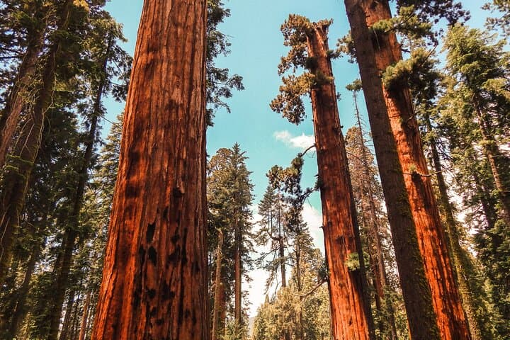 Yosemite Day Tour: Hike to Tuolumne Grove Giant Sequoias from San Francisco photo 4