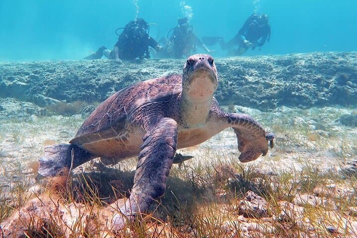 Introductory Scuba Diving in Protaras — Bay Dives with Free Photos